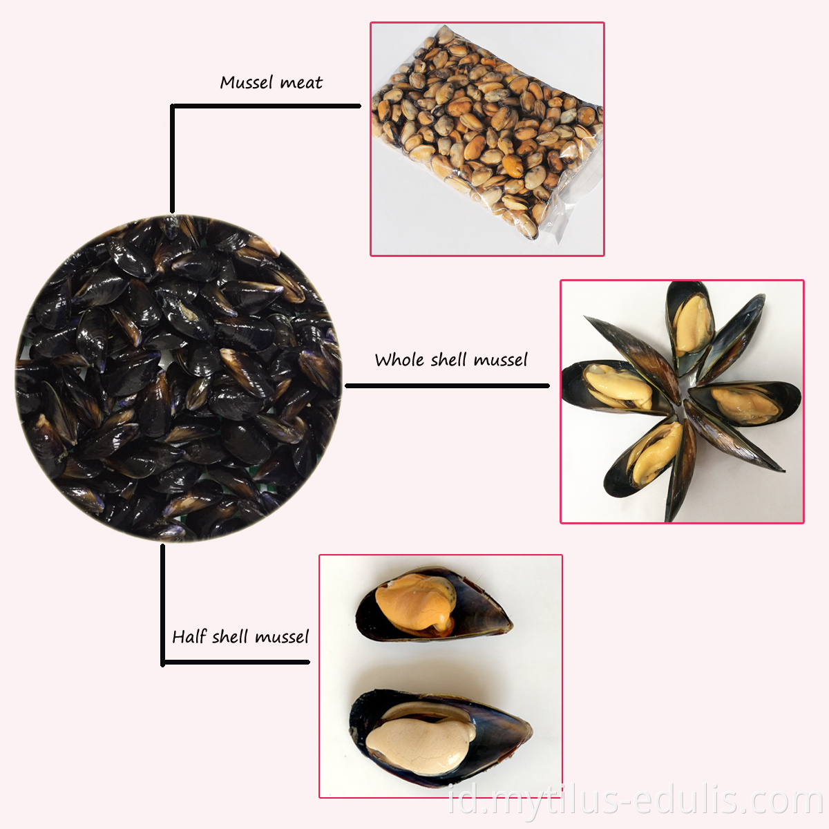 kerang hitam kalengan daging kerang